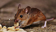 24 Hour & Emergency Exterminators in Crossville, AL